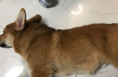 在家里熬夜上网,狗狗陪在身边睡得很甜,睡醒后很奇怪地看着我