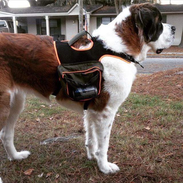 救生犬比人还厉害，特别是重达220斤的巨型犬，凭借本能救人