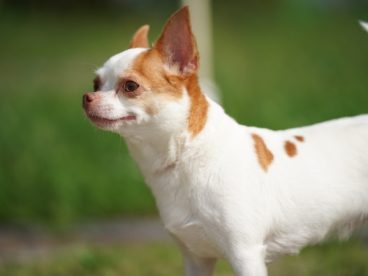 可爱呆萌宠物犬狗狗图片