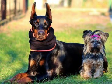宠物犬户外写真摄影