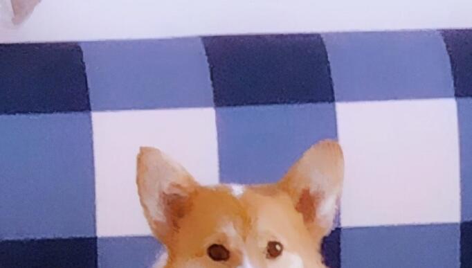 一宠主家的小柯基从小就喜欢玩逗猫棒，主人：我怀疑养了只假狗