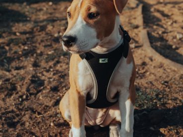 巴仙吉犬图片