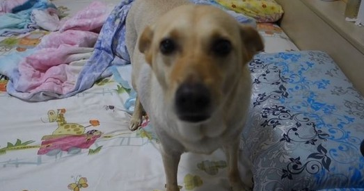 傻眼！狗狗尿床怕挨骂 直接用屁股毁灭证据