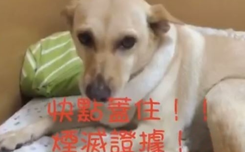 傻眼！狗狗尿床怕挨骂 直接用屁股毁灭证据