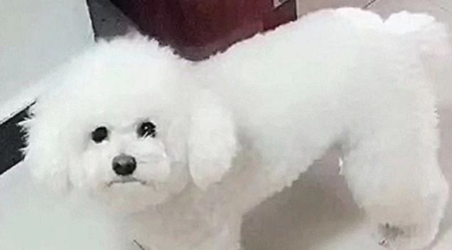 姥姥给小狗剃毛，剃完头推子无电了，比熊一脸无可奈何！