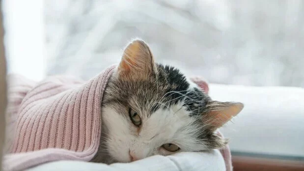 猫贫血症:原因、症状和治疗