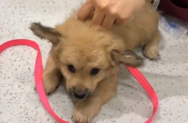 虚张声势的超凶流浪狗，被救后秒变怂，颜值不输品种犬！