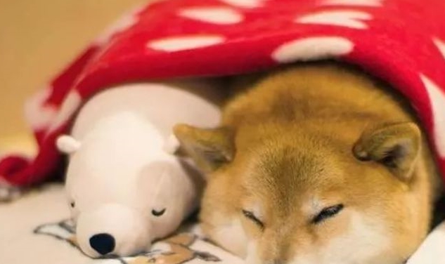 主人在家里加班，发现柴犬已经睡着的样子，实在是太孤单了