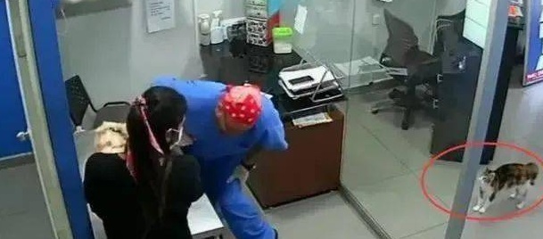 主人家带小狗去接种疫苗,猫咪认为狗哥被欺负,立即怀着医生咬