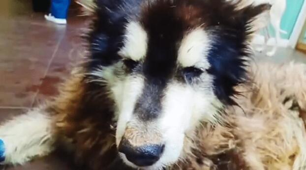 被主人抛弃的阿拉斯加犬，生命永远停在了3岁