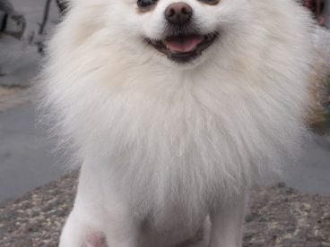 白博美犬图片