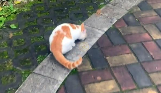 流浪猫上门求收留，竟遭家犬驱逐吓成飞机耳，为了留下它强装镇定