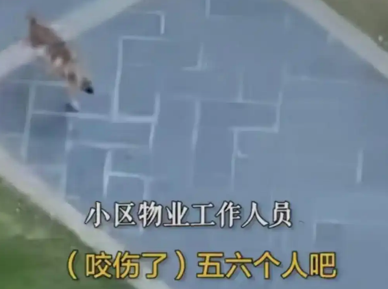 长沙一小区惊现疯狗:疑似有狂犬病多人被咬,至今未找到