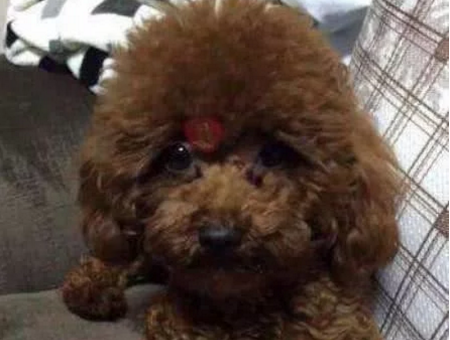泰迪咬人被送回农村，半年后再见，狗狗的样子让主人瞬间心疼了