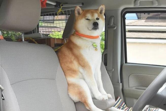 柴犬每一次乘车时，都是坐在前坐椅的护栏上