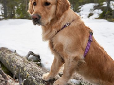 雪地里的金毛猎犬图片