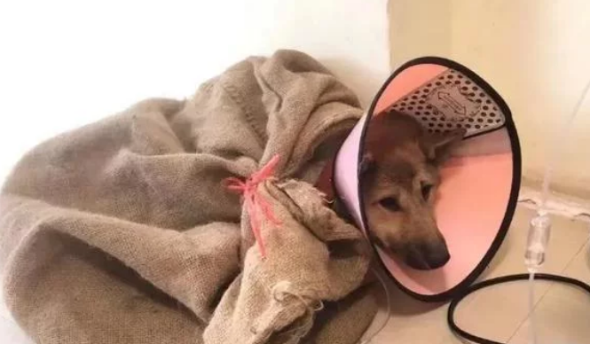 老大爷带爱犬看病，每天背着尼龙口袋去城里小土狗一样值得被爱