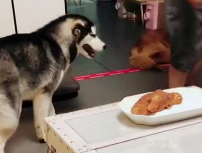 哈士奇拆家本事大,偷食物品竟也擅于掩藏,铲屎官看过直伤脑