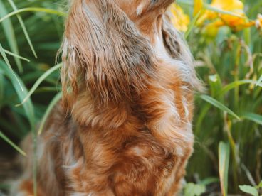 荒野流浪的腊肠犬图片