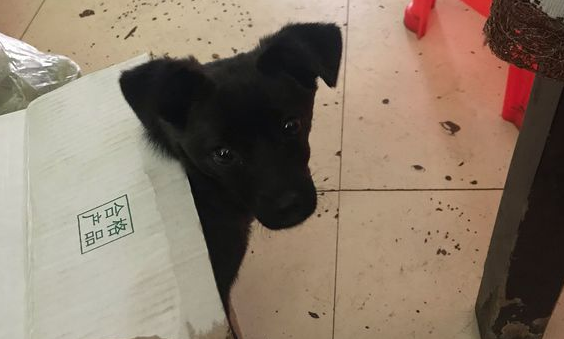 狗狗在马路边往返彷徨着，男孩儿叫它一声，小家伙这一跟便是四公里