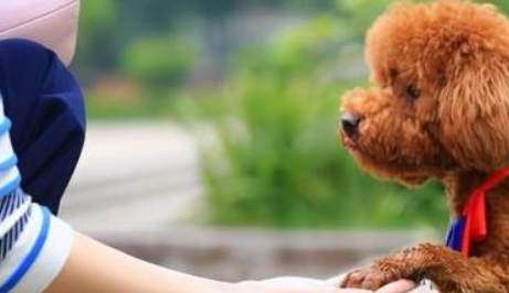 泰迪狗一生认几个主人,如何判断出来的?第一任主人对它很重要