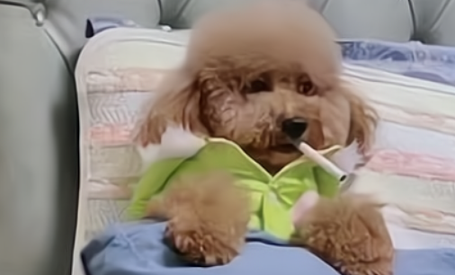 泰迪狗一生认几个主人,如何判断出来的?第一任主人对它很重要