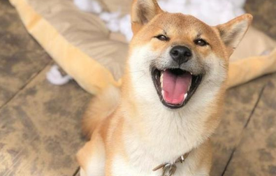 田园犬趁主人没有瘋狂拆家，柴犬见后不服气：我算是拆家小能人