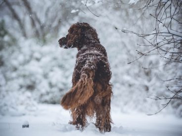 冬天雪地爱尔兰长毛猎犬图片