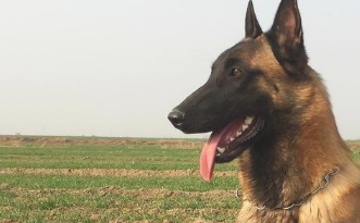 假如还有机会,此生我只想养一只“马犬”