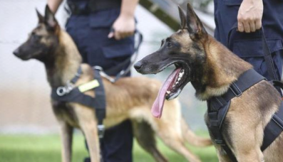 假如还有机会,此生我只想养一只“马犬”