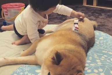 狗狗和小主人变成忠实，连入睡都相同睡觉姿势，交往技巧，羡煞他人