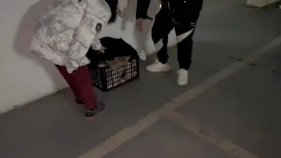 主人离世狗狗被抛弃，获救还是选择放弃