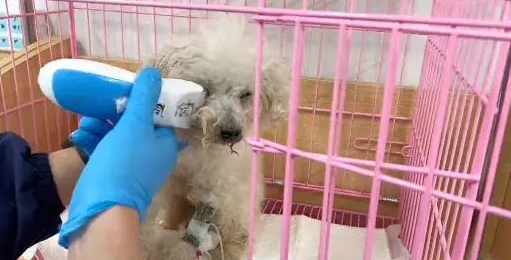 主人离世狗狗被抛弃，获救还是选择放弃