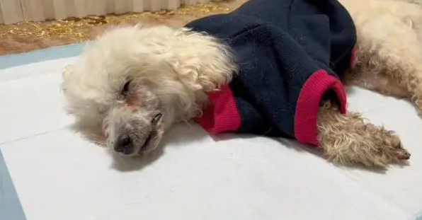主人离世狗狗被抛弃，获救还是选择放弃