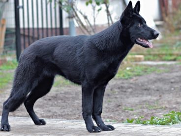 德国牧羊犬高清图片
