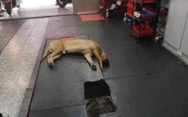 主人回家了发觉狗子头竖直朝下，认为它死了了，走以往一看笑喷了