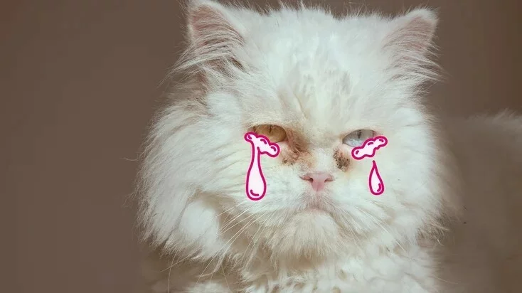 猫眼疾病:常见和高级病症