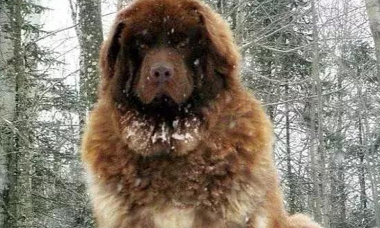 这类超大型犬，外观设计比藏獒凶猛，胆量却比芝小孩小，称为北欧风巨怪