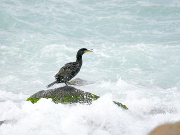 海边岩石黑色鸬鹚摄影图片