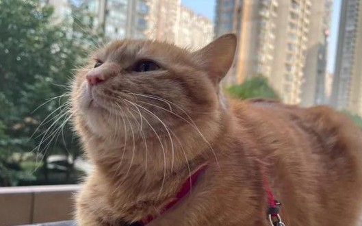 咬人的狗，被杀的猫，相继成为热点，这背后都是什么人？