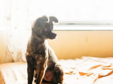 可爱黑色狗狗图片