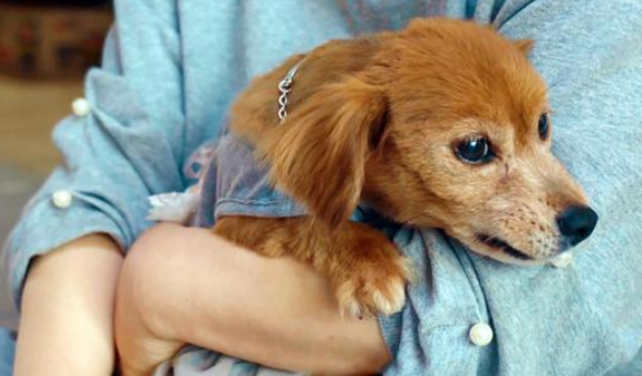 流浪老犬上门乞讨，面对食物不敢接受：我真的可以吃吗？