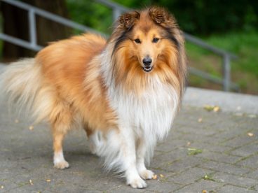 喜乐蒂牧羊犬摄影图片