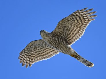 蓝色天空自由飞翔凤头鹰图片