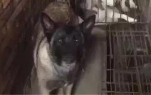 寻找丢失的马犬，却意外救出上百条狗，但她还是没能救下…