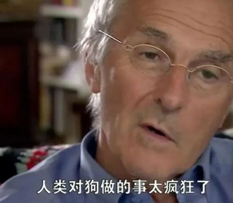救命呀!我家狗子是大禽兽!它…它竟然睡了它亲妈…...