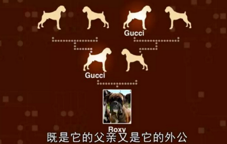 救命呀!我家狗子是大禽兽!它…它竟然睡了它亲妈…...