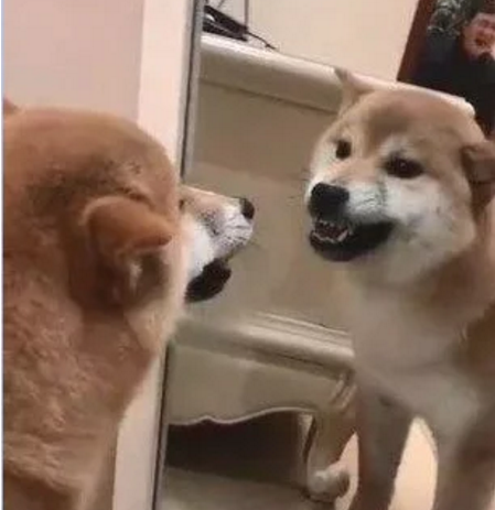 柴犬照镜子后开始不对劲了，还和自己吵起来：里面的家伙快出来！