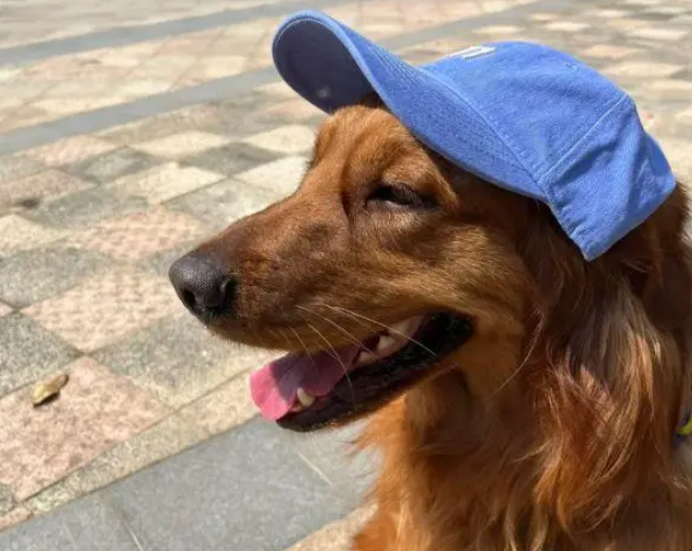 女子遛狗捡到消防犬,巧用自家狗为“诱饵”送回