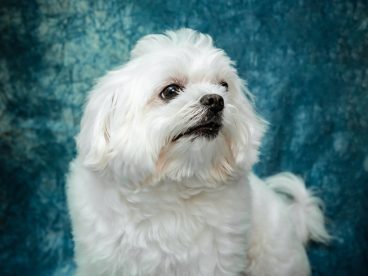 白色贵宾犬可爱狗狗图片